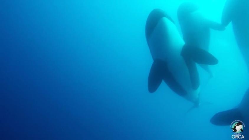[VIDEO] Hallan desconocido tipo de orcas en Chile