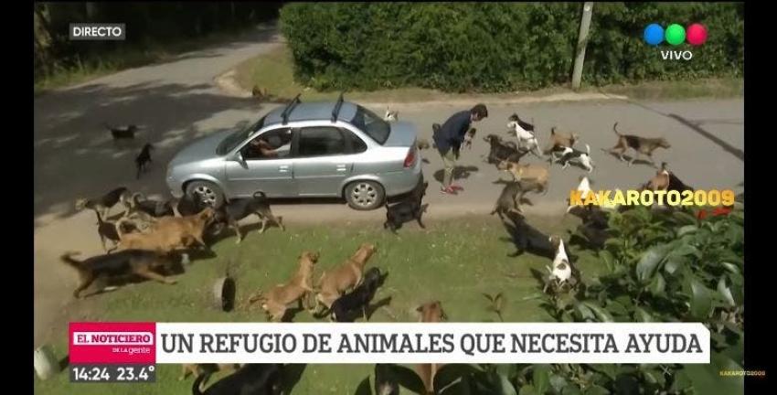 [VIDEO] El hilarante despacho de un reportero argentino acorralado por decenas de perros