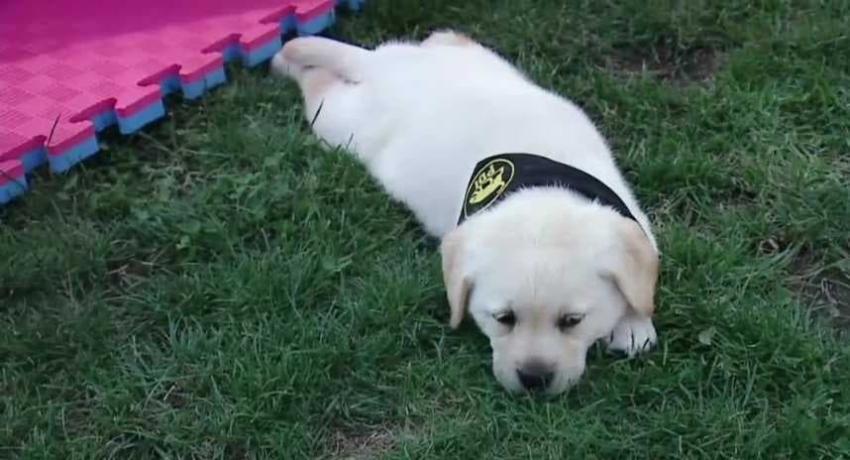 [VIDEO] PDI presenta nueva camada de cachorros de su Brigada Canina