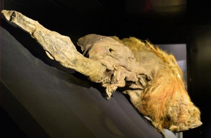 Científicos “revivien” tejido celular de un mamut lanudo de más de 28 mil años