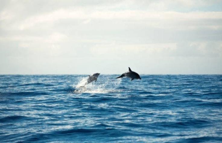 Fiscalía investiga matanza de al menos 20 delfines en el norte de Chile