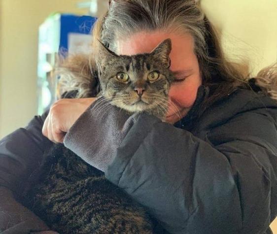 Gato aparece a 32 kilómetros de su casa y 5 años después de haberse perdido en EEUU