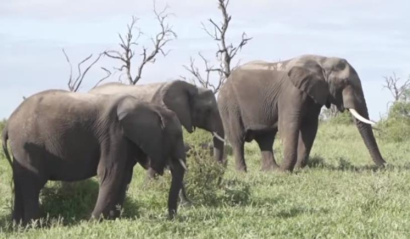 [VIDEO] Captan adorable elefante rosado en el Parque Nacional Kruger de Sudáfrica