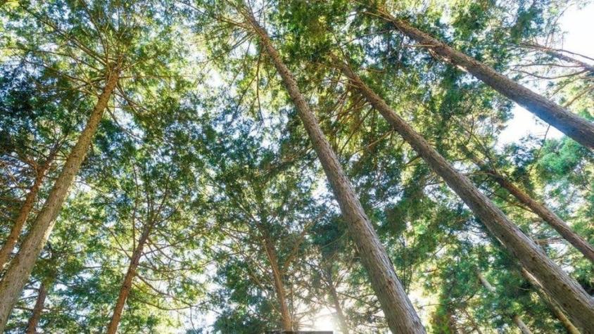 Los árboles centenarios de Japón que guardan el secreto de 2.600 años de cambios climáticos