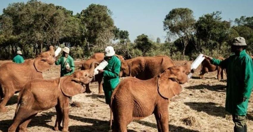 [FOTOS] Bebés elefantes encuentran una nueva vida y amor en un orfanato de Kenia