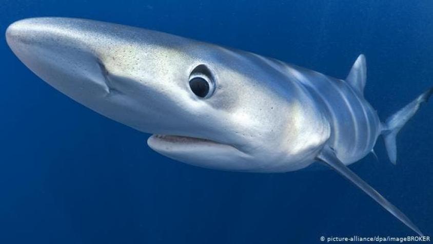 Científicos monitorean por primera vez tiburones azules en Galápagos