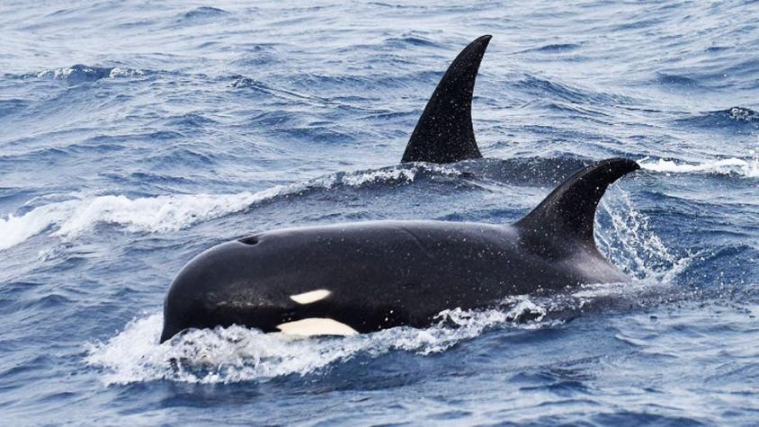 Cómo fue el inédito encuentro científico con las misteriosas orcas tipo D