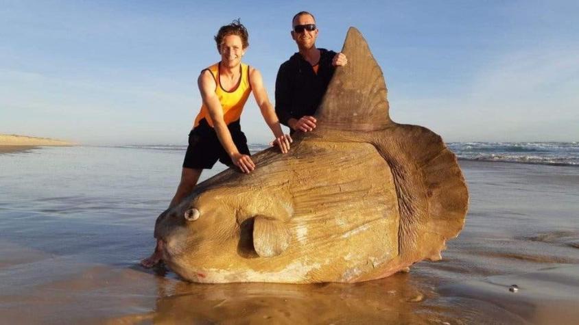 Encuentran un pez luna gigante en una playa del sur de Australia