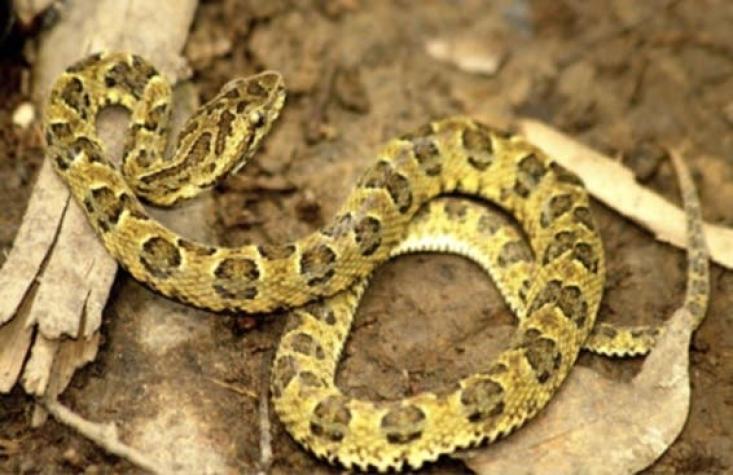 Bothrops Sonene: Descubren nueva serpiente venenosa en Perú
