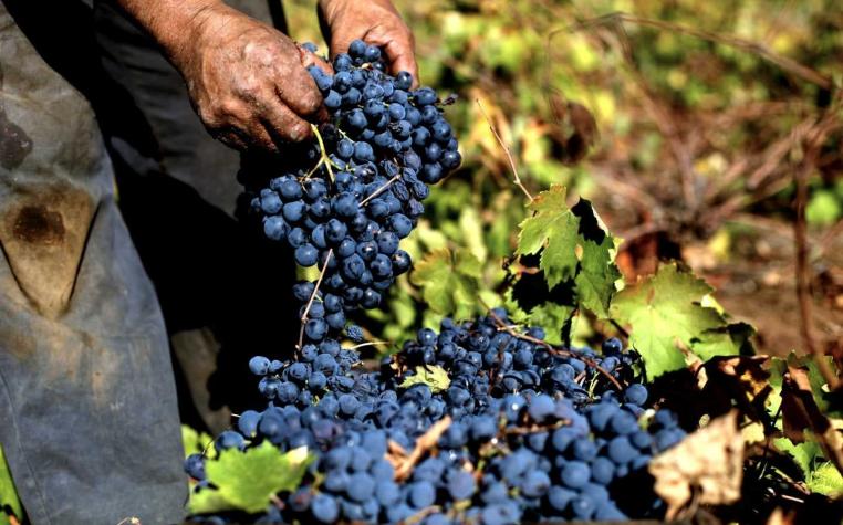 DF: Perú pisa los talones a Chile y amenaza con quitarle el trono de las exportaciones de uva