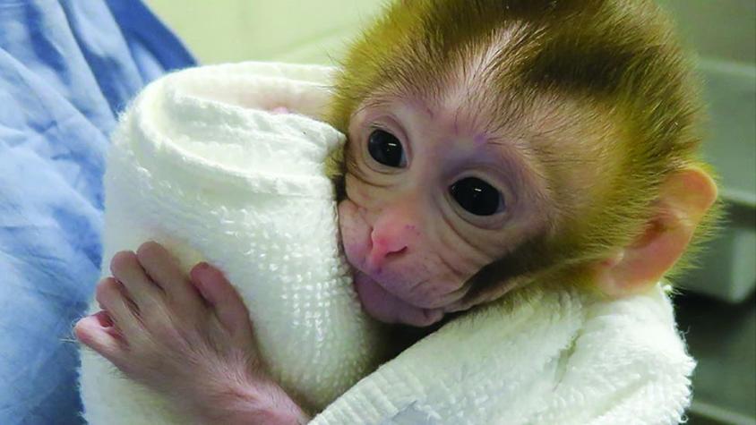 Baby Grady, el pequeño mono que podría ayudar a los niños con cáncer a ser fértiles cuando crezcan