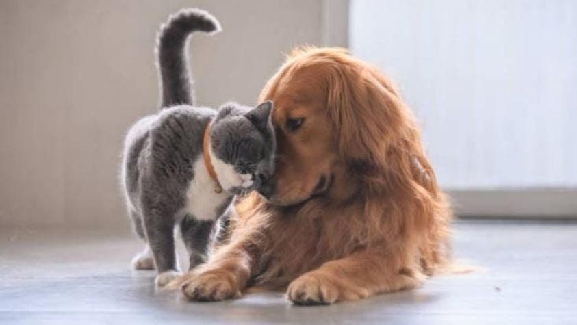 Gatos vs. Perros: Estudio asegura cuáles son los más queridos por las personas