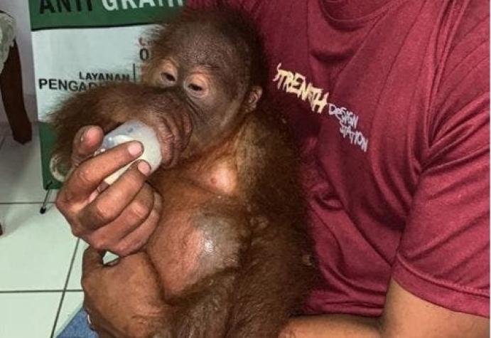 [FOTOS] Turista ruso intenta viajar desde Bali con un orangután escondido en su equipaje