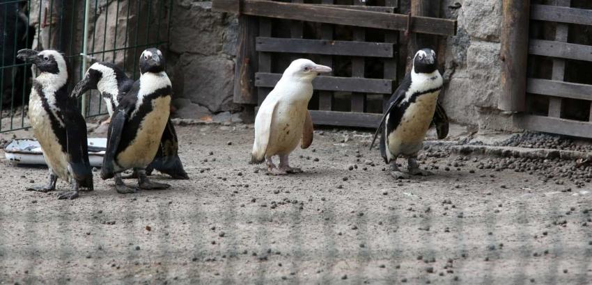 [FOTO] El insólito pingüino albino que fue presentado en un zoológico de Polonia