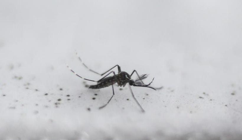 Confirman hallazgo en Iquique de mosquito que puede transmitir la fiebre amarilla