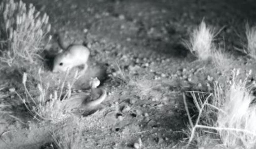 [VIDEO] Las impresionantes imágenes en cámara lenta de una rata esquivando una serpiente