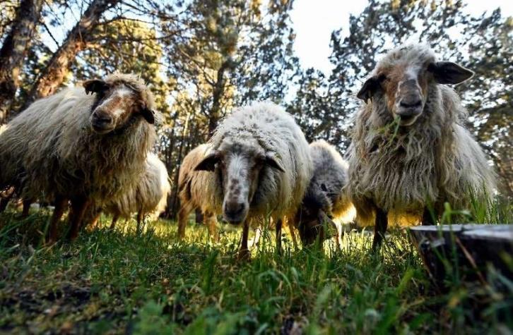 [FOTOS] Un rebaño de 500 ovejas cuida el mayor parque de Madrid