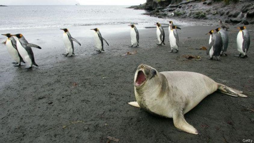 [VIDEO] El rescate de una foca enredada con una cuerda de plástico