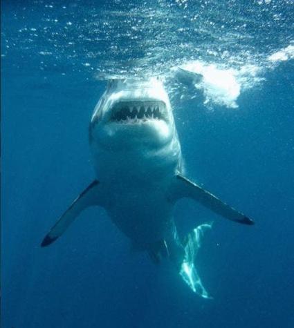 [VIDEO] Buzo graba momento exacto en que tiburón intentó morder su cámara en México