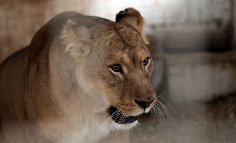Indignación por zoológico de Gaza que mutiló patas de una leona para que visitantes puedan acercarse