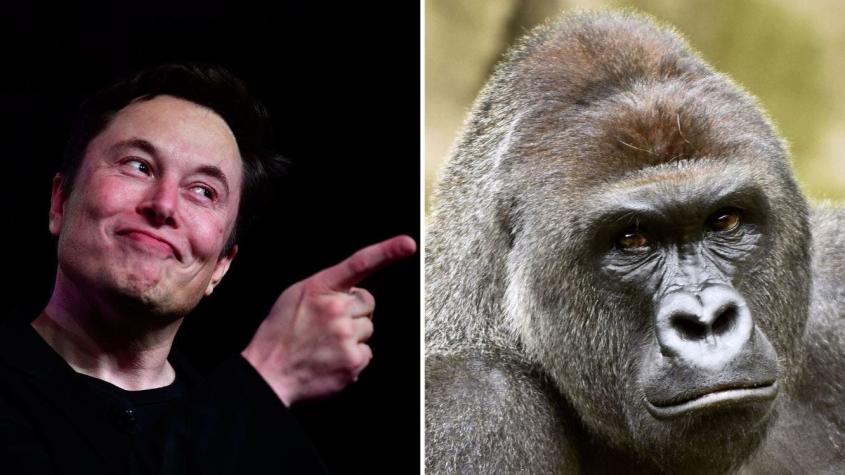 [VIDEO] Elon Musk debuta en la música y dedica canción a gorila "infamemente" viralizado