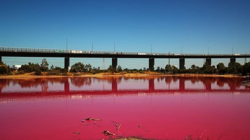 Lago rosado de Melbourne: las impresionantes imágenes de este fenómeno