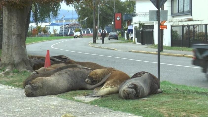 [VIDEO] Masiva llegada de lobos marinos a costanera de Valdivia