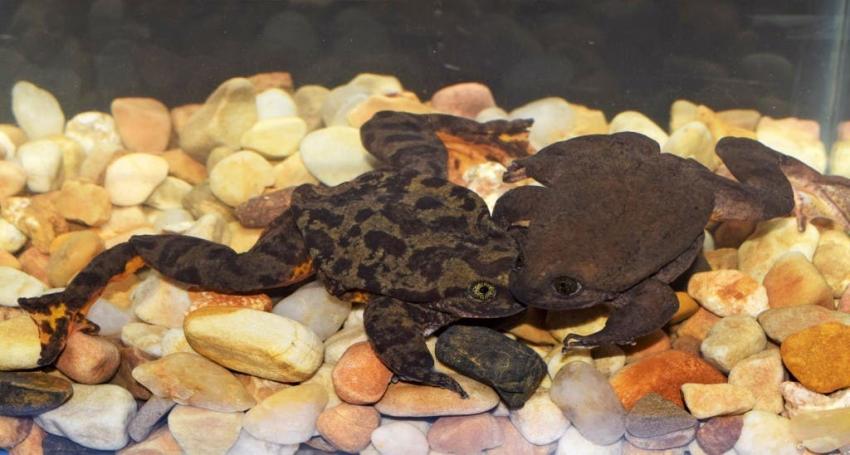 Romeo, la rana "más solitaria del mundo" tuvo su primera cita tras 10 años solo