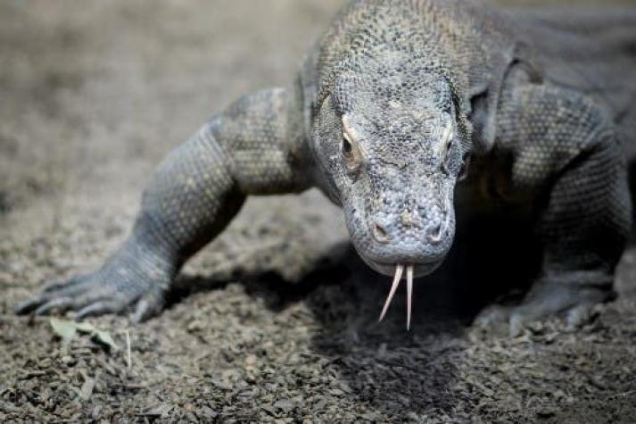 Alistan el cierre de Isla Komodo: turistas se roban a los dragones