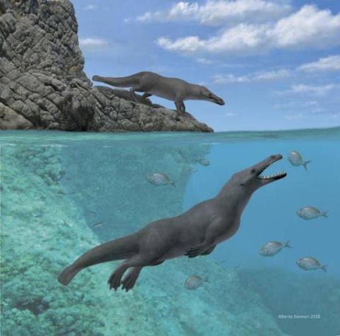 [FOTO] Descubren fósil de ballena cuadrúpeda de 42,6 millones de años en Perú