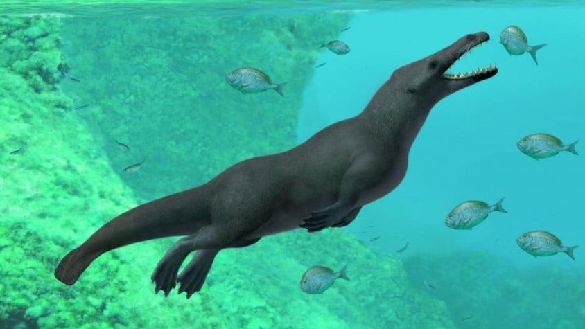 El sorprendente descubrimiento del fósil de una ballena con cuatro patas en Perú