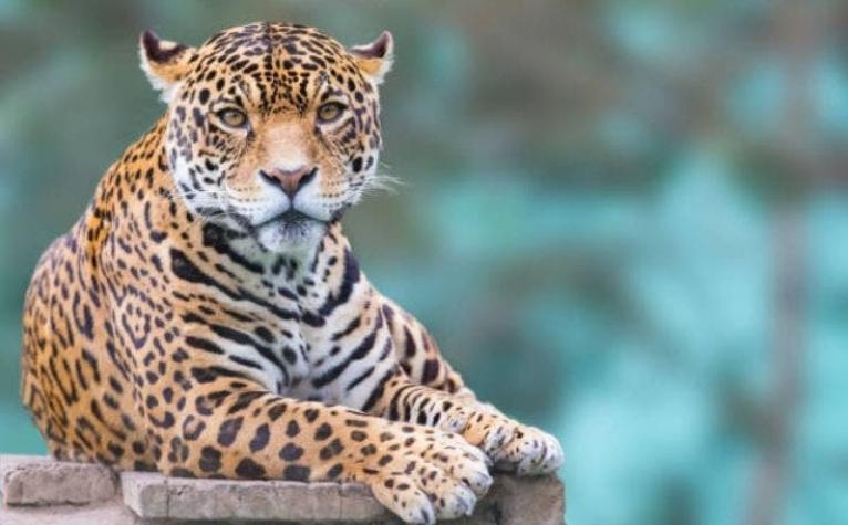 Nace el primer jaguar por inseminación artificial en el mundo y su madre se lo come