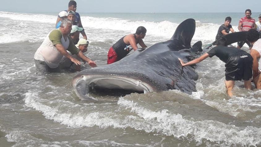 [VIDEO] El esfuerzo de bañistas y pescadores para devolver al mar un tiburón ballena