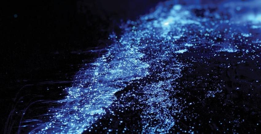 [VIDEO] El espectáculo de la laguna de Manialtepec, un paraíso bioluminiscente