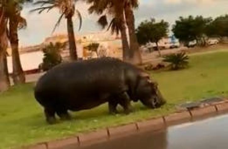 [VIDEO] Hipopótamo protagoniza persecución tras escaparse de un circo en España