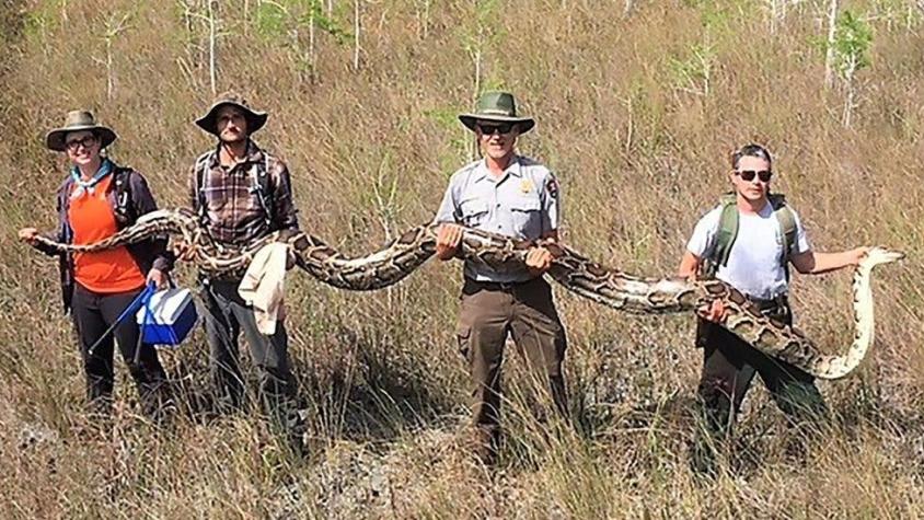 La impresionante imagen de la serpiente pitón de "tamaño récord" que capturaron en el sur de Florida