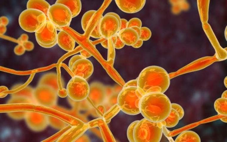 Candida auris: el peligroso hongo resistente a medicamentos y que se esparce por el mundo