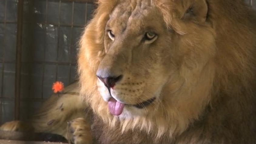 [VIDEO] Rescatan a animales maltratados en zoológico