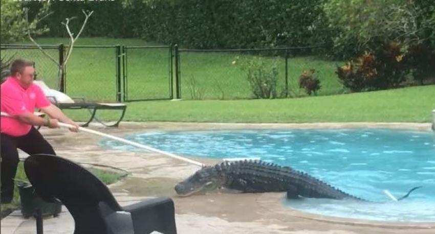 [VIDEO] Estadounidense encontró a un cocodriló de más de 130 kilos al fondo de su piscina