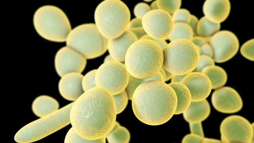 Qué es el Candida auris, el misterioso hongo resistente a medicamentos que se expande por el mundo