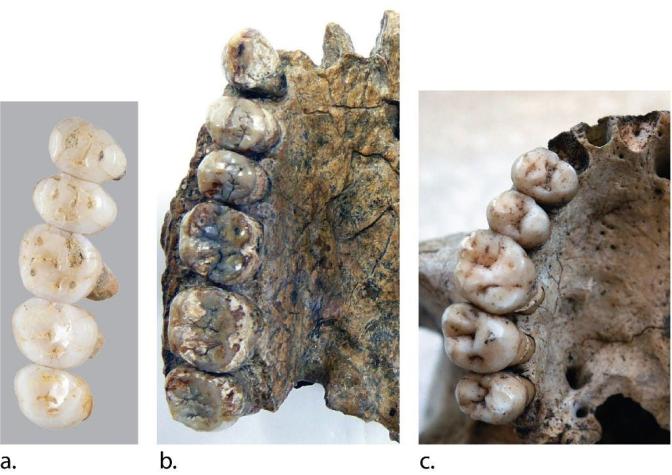 Homo Luzonensis: las características de la nueva especie humana descubierta en Filipinas