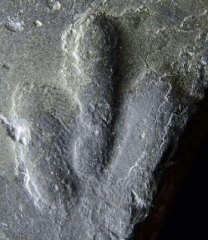 [FOTOS] Estas huellas de dinosaurio están tan bien conservadas que podemos ver cómo tenían la piel