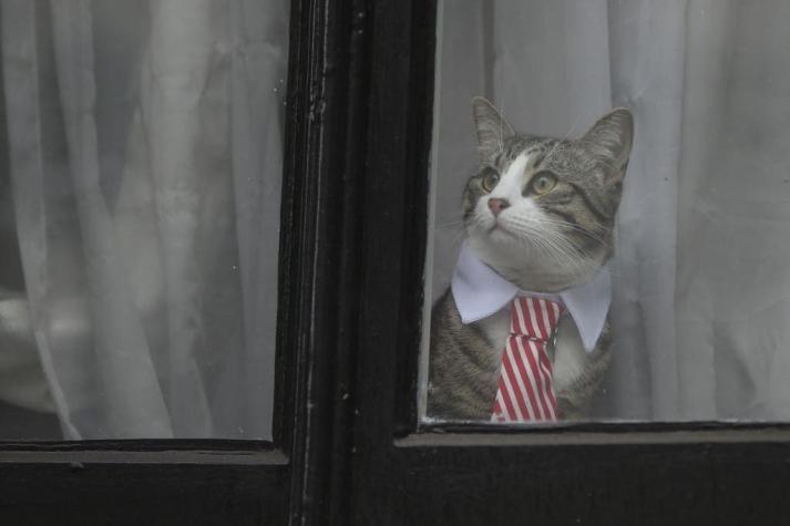 El gato de Julian Assange: ¿Qué pasó con la mascota tras la detención del fundador de Wikileaks?