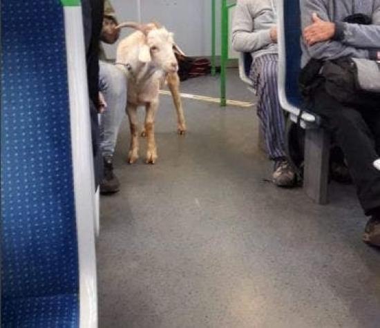 [FOTOS] Insólito: una cabra fue captada viajando al interior del Metro de Valparaíso