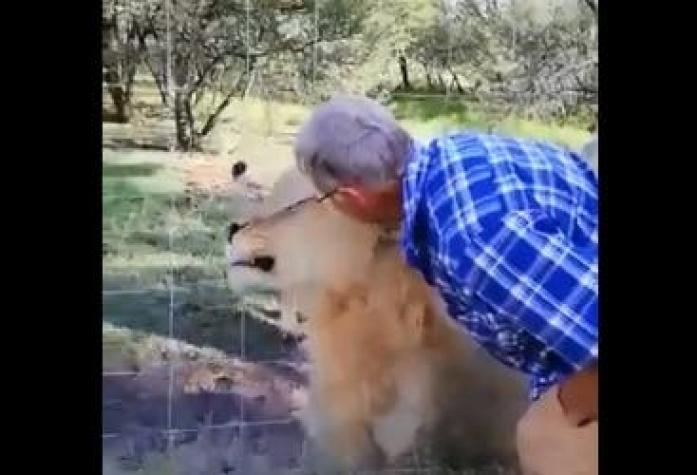 [VIDEO] Hombre es atacado por un león al intentar acariciarlo por una reja