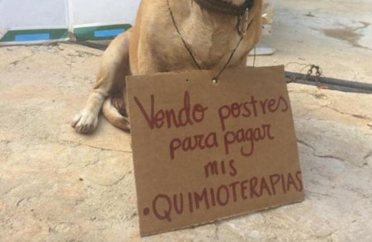 [FOTO] El tierno perro que “vendía” postres para pagar su quimioterapia