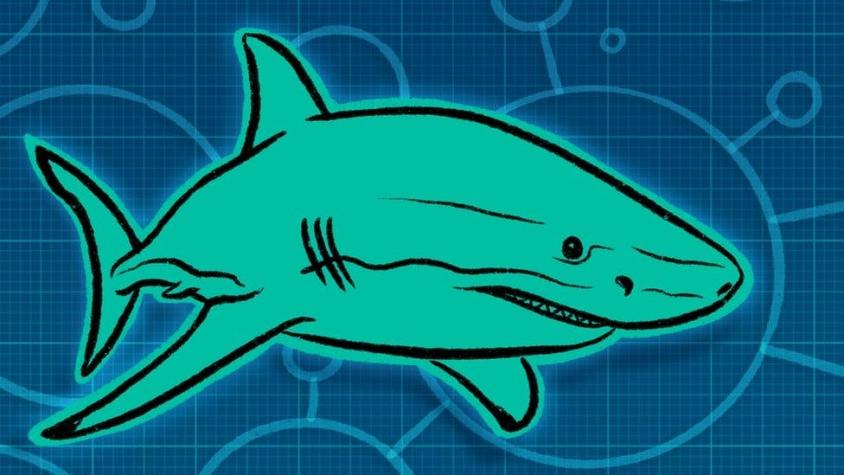 Qué nos enseñan los tiburones para combatir las superbacterias resistentes