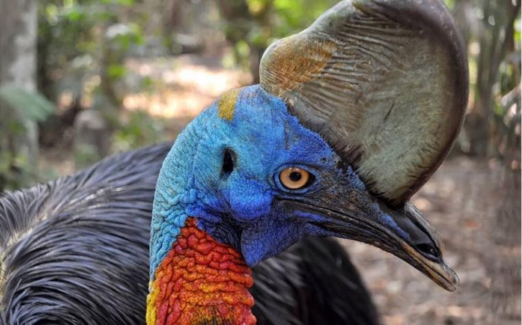 El "ave más peligrosa del mundo" mata a su cuidador en Florida
