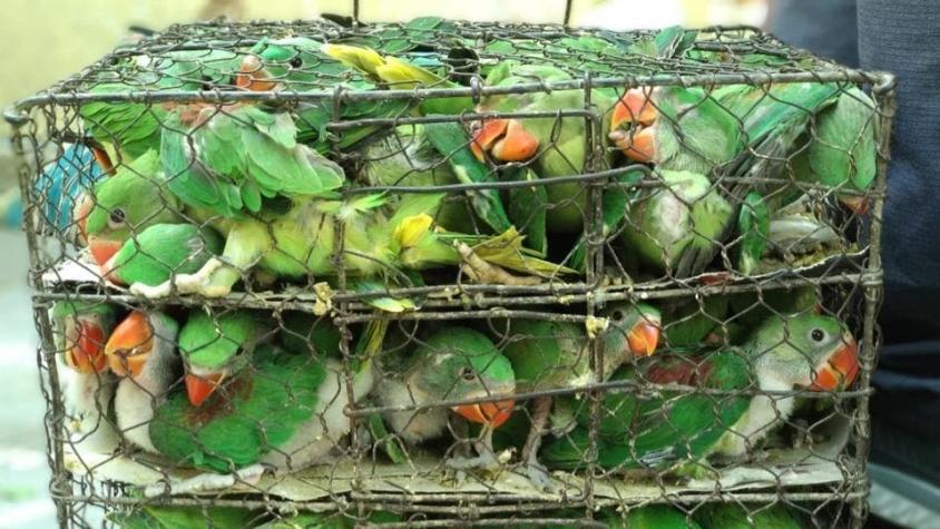 [FOTO] India: Incautan más de 550 aves en diminutas jaulas para su contrabando