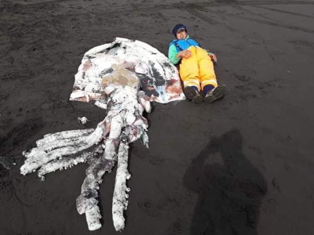 Encuentran gigantesco calamar varado en una playa de Tirúa